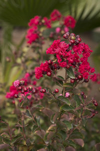 arbuste à fleurs pour massif