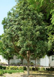 arbre feuillu