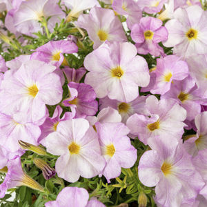 plant floral annuel