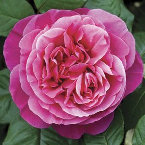 plant floral rose