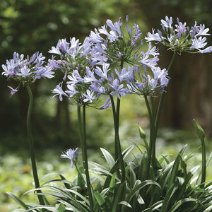 arbuste à fleurs pour massif