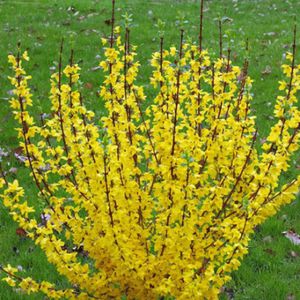 arbuste à fleurs pour massif