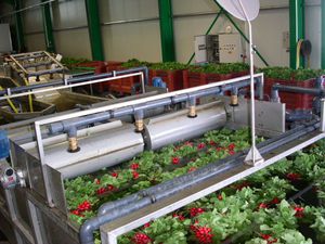 système de lavage pour fruits 1