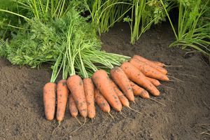 semences de carottes demi-tardives