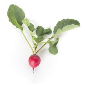 semences de radis de printemps
