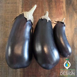 semences d'aubergine annuelles