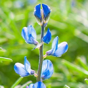 semences de lupin précoces