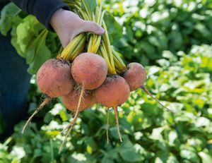 semence de betterave de consommation