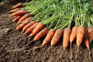 semences de carottes précoces