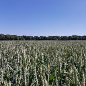 semences de blé tendre de printemps
