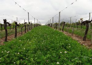 mélange de couverts végétaux