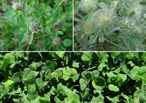 mélange de couverts végétaux