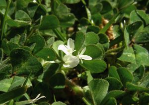 mélange de couverts végétaux