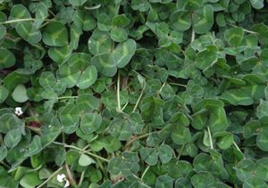 mélange de couverts végétaux