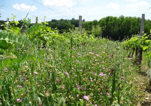 mélange de couverts végétaux