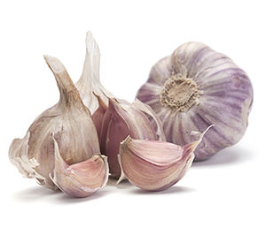 semences de légumes à bulbes précoces
