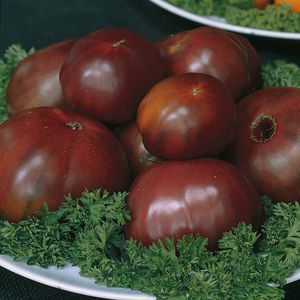 semence de tomate noire