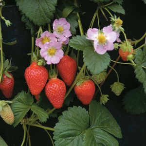 semences de fraisier hybrides