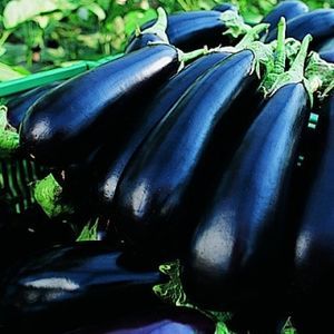 semences d'aubergines précoces