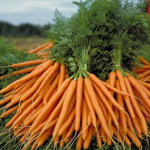 semences de carottes résistantes à l'oïdium