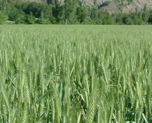 semences de blé tendre très précoces