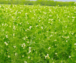 semences de pois protéagineux précoces