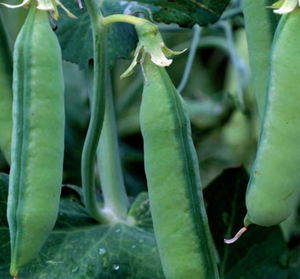 semences de pois protéagineux précoces