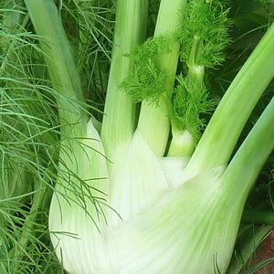 semences de fenouils