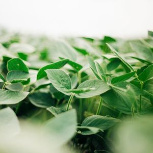 semences de soja d'été