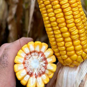 semence de maïs très précoce 1