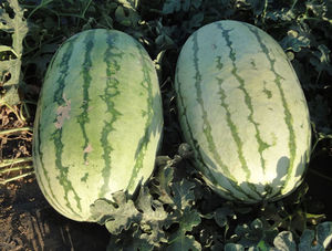semences de pastèque hybrides