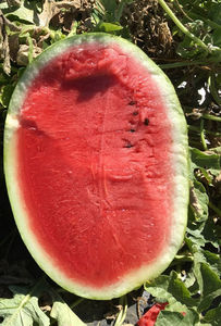 semences de pastèque demi-tardives