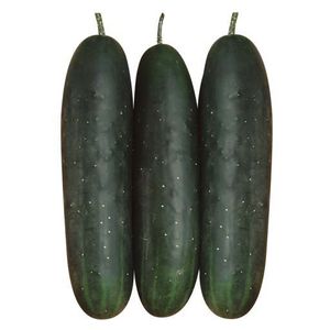 semence de concombre demi-précoce