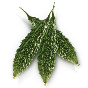 semences de courge amère précoces