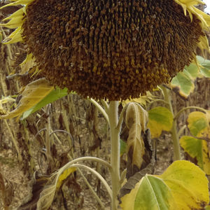 semences de tournesol précoces