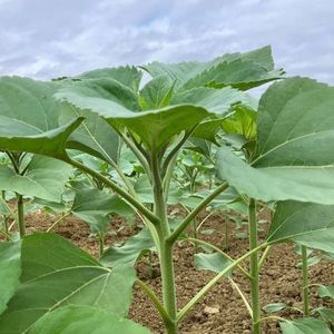 semence de tournesol tardive 1