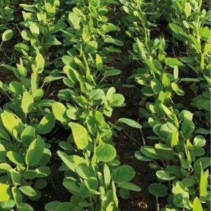 mélange de couverts végétaux 1
