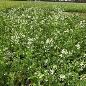 mélange de couverts végétaux 1