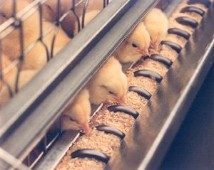 Système d'élevage de poulets de chair en cages 1