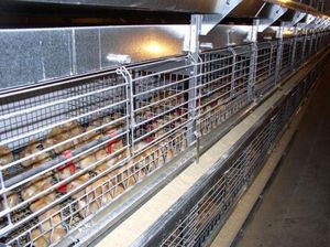 système d'élevage de poulettes 1