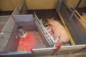 cage de mise-bas avec protection contre l’écrasement