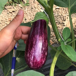 semences d'aubergine précoces
