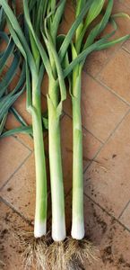 semences de poireaux