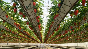 système hydroponique pour culture de fraises