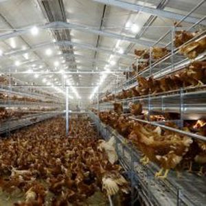 système d'élevage en volière poule pondeuse