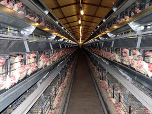 cage d'élevage de poules pondeuses multi-étages