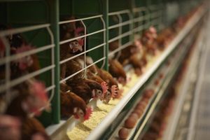 système d'élevage de poulettes