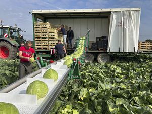 tapis de récolte de légumes