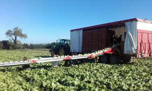 tapis de récolte de légumes