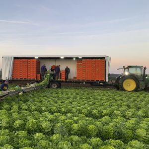 remorque de légumes